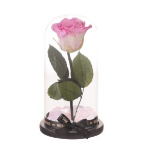 Florarie online Trandafir criogenat in cupola