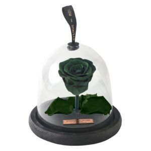 trandafir criogenat in cupola